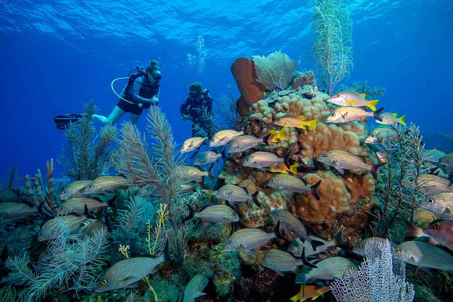 scuba diving with southern cross club